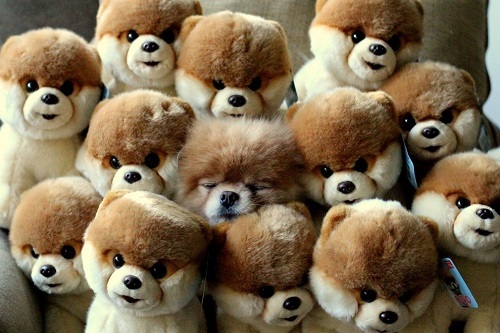 Cười bể bụng với hình ảnh đáng yêu của cún cưng