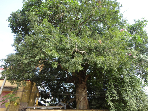 Bí ẩn ngôi miếu thiêng có người, ngựa chết trong tư thế “lạ”