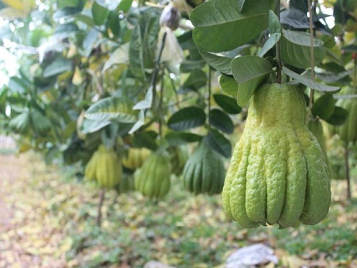 Giấy vệ sinh dát vàng giá 27 tỷ