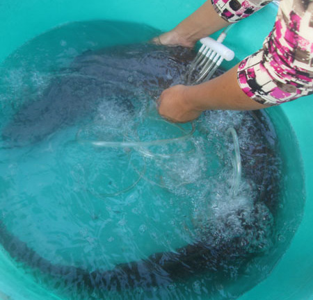 Bắt được cá chình nước ngọt nặng 8kg ở An Giang