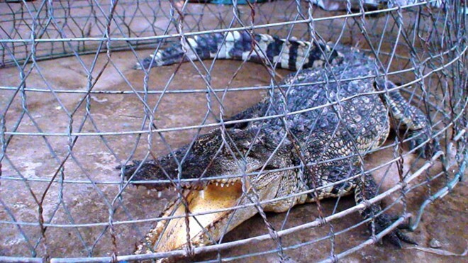 Hoảng hồn vì cá sấu 