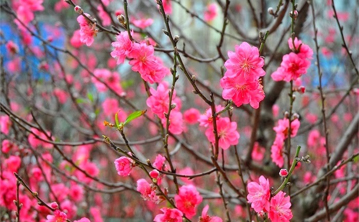 Clip: Đào, quất khoe sắc đón chào xuân mới