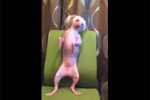 Chú chó nhảy nhót vui nhộn theo nhạc Gangnam Style