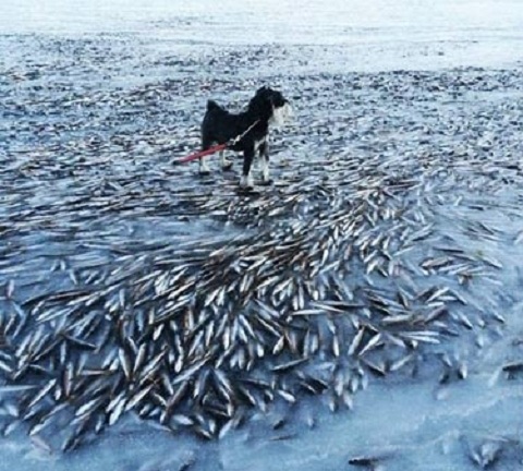 Na Uy: Hàng ngàn con cá đóng băng vì rét buốt