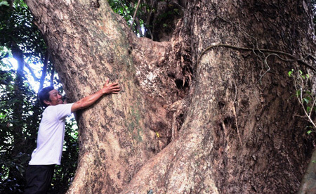 Gia đình 7 thế hệ gắn bó với cây sưa cổ thụ gần 400 năm tuổi