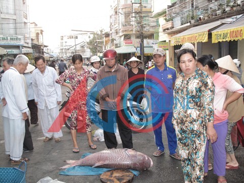 An Giang: Bắt được cá hô đỏ nặng 86 kg