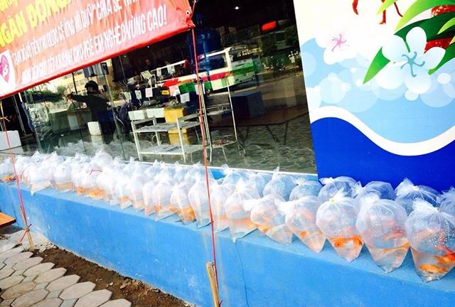 Chép vàng cúng tiễn ông Táo giá 1 nghìn đồng/con