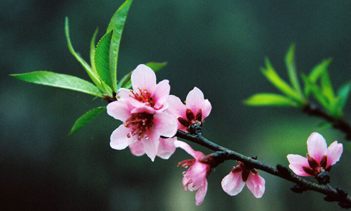 Thư Chúc Tết Giáp Ngọ 2014 của Chủ tịch nước Trương Tấn Sang