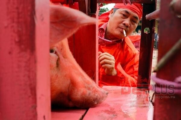 Rùng mình lễ hội chém lợn gây tranh cãi ở Bắc Ninh