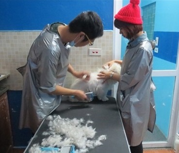  Bạn trẻ kiếm bộn tiền từ nghề chăm sóc thú cưng