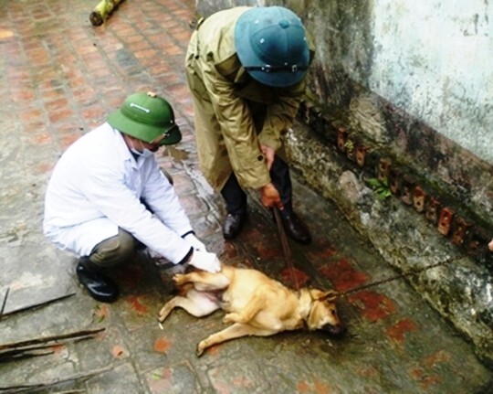 Thanh Hóa: Chó dại cắn 2 người chết, 8 người bị thương