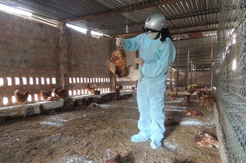 Liên tục xuất hiện ổ dịch cúm A/H5N1 tại Kon Tum