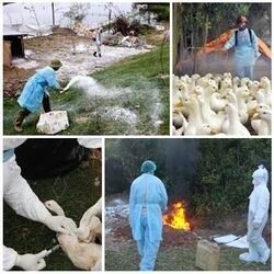 Thủ tướng ra công điện khẩn về phòng chống dịch cúm gia cầm