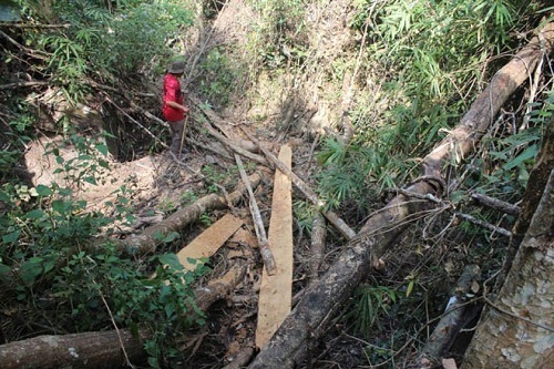 Gia Lai: Lâm tặc “xẻ thịt” rừng Chư Có