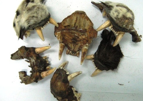 Hà Nội: Khởi tố 2 đối tượng vận chuyển sọ hổ, xương sư tử