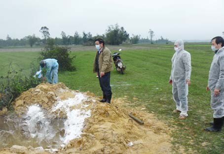 Thêm Thanh Hóa có dịch cúm gia cầm H5N1