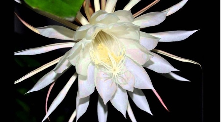 7 loài hoa đắt giá nhất hành tinh