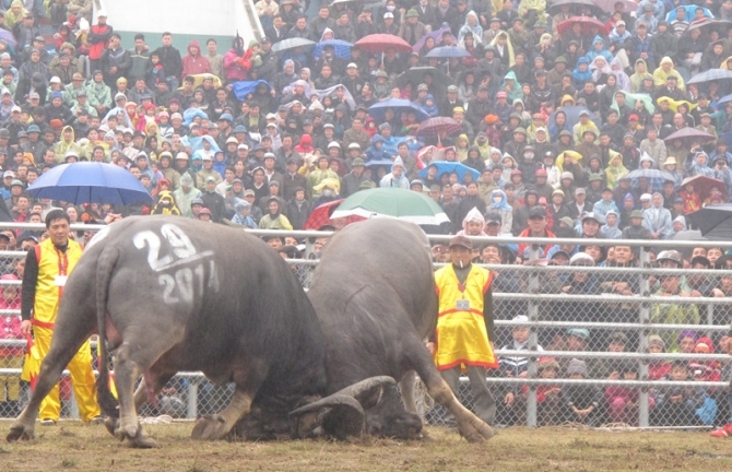 Clip: Nghẹt thở xem những màn chọi trâu gay cấn