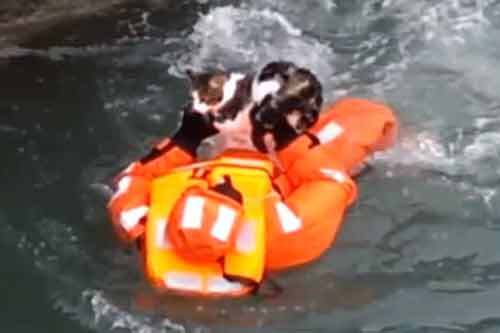 Thủy thủ dũng cảm giải cứu một chú mèo trong nước lạnh băng