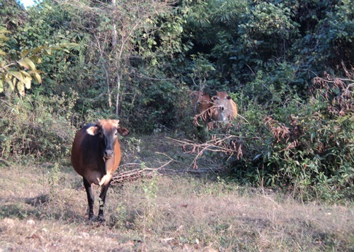  Không dám nuôi bò vì...lời nguyền thuở xưa