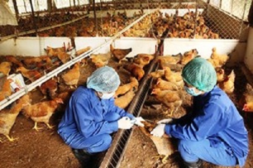 21 tỉnh xuất hiện dịch cúm gia cầm H5N1