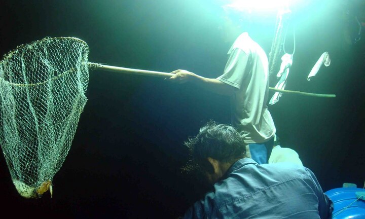 Phú Yên: Câu mực đêm, một ngư dân mất tích