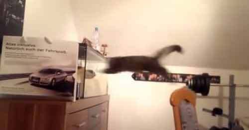 Video hài hước: Mèo đói đâm sầm bể cá cảnh