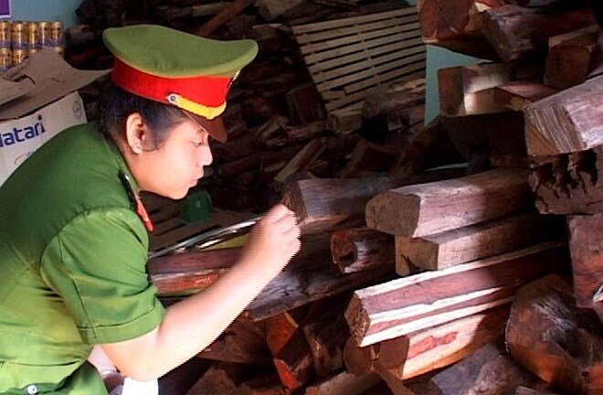 Quảng Trị: Thu giữ 4 tấn gỗ trắc tại Cửa khẩu Lao Bảo