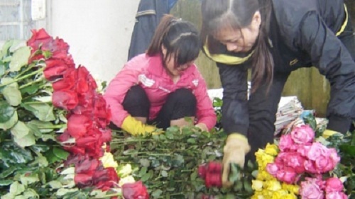 Giá hoa hồng Đà Lạt tăng cao dịp 8/3