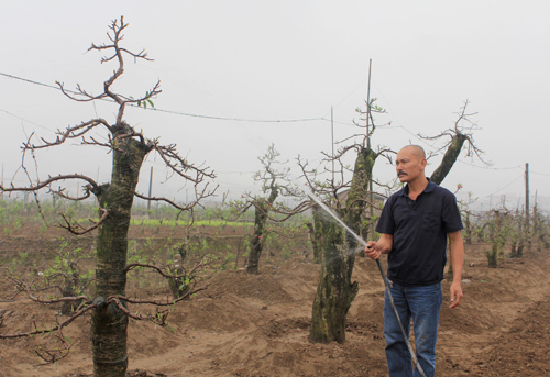 Ông chủ vườn đào với