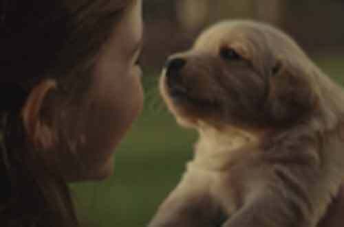 Xúc động clip tình bạn thân thiết giữa cô gái và chú chó cưng