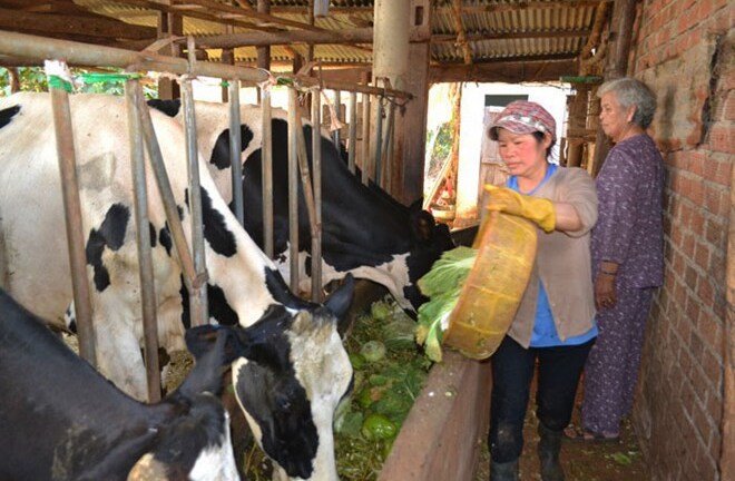  Hà Nội nhắm mắt ăn rau củ độc, rau sạch Đà Lạt đổ cho bò