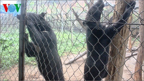 Cứu hộ 2 cá thể gấu ngựa đưa về Tam Đảo