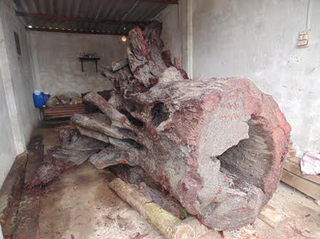 Đưa gốc sưa tiền tỷ ở Quảng Bình vào bảo tàng