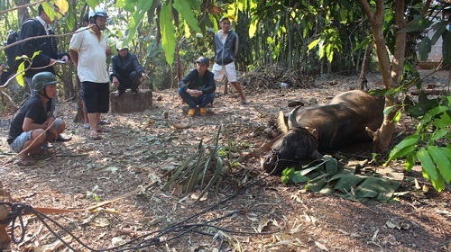 Trâu “điên” 300kg húc 6 người nhập viện
