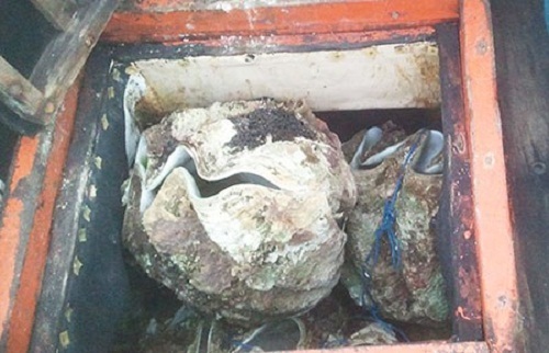 Lại tạm giữ tàu cá chở trái phép 150 con sò tai tượng