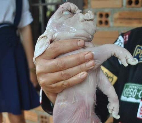 Xôn xao chuyện lạ heo đẻ ra… “voi”