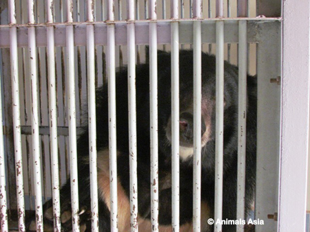 Giao nộp cá thể gấu nuôi nhốt cuối cùng của tỉnh Bình Thuận