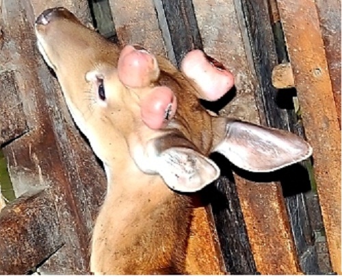 Hà Tĩnh: Kỳ lạ chú hươu sao mọc 3 cành nhung