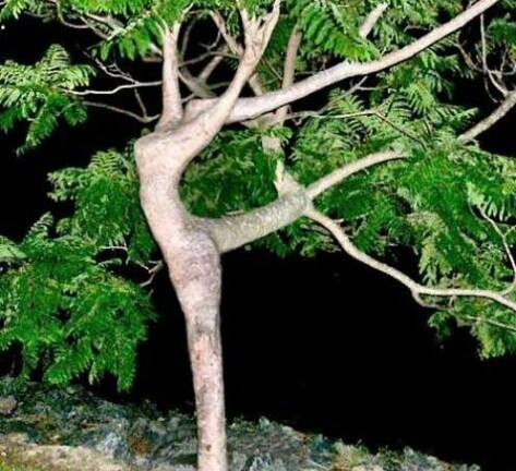 Điểm danh những thân cây quái đản nhất hành tinh