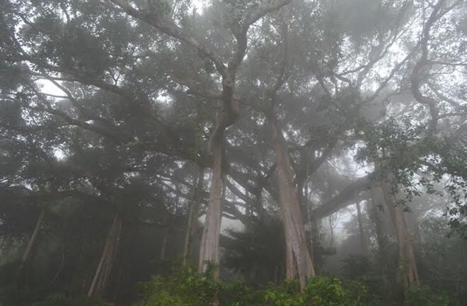 Chiêm ngưỡng cây đa đại thụ hơn 1.000 năm tuổi ở Đà Nẵng