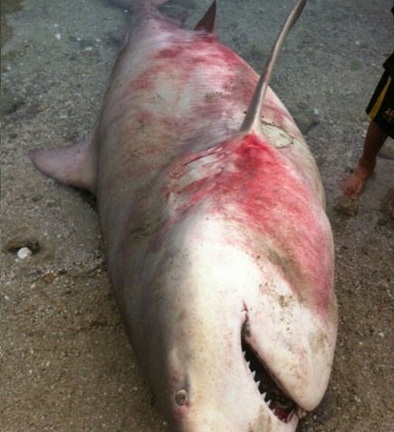 Hàng loạt cá mập xuất hiện tại vùng biển Khánh Hòa