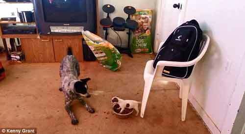 Clip chú chó Chihuahua quyết chiến với chó lớn để giữ thức ăn