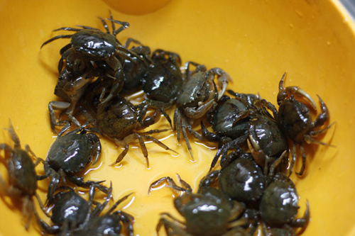 Hà Nội: Thông tin thủy sản nhiễm kim loại không chính xác