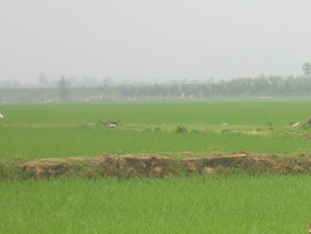 Hai anh em đi bắt ốc thiệt mạng do...chết đuối.