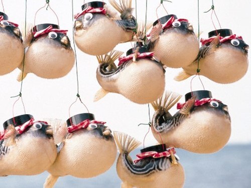 Cá nóc Nhật Bản: Cực độc nhưng cực kỳ khoái khẩu 