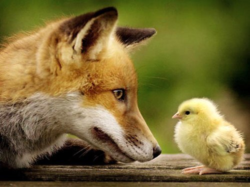 Bảo tàng ở Prague thuê “cáo canh chuồng gà”