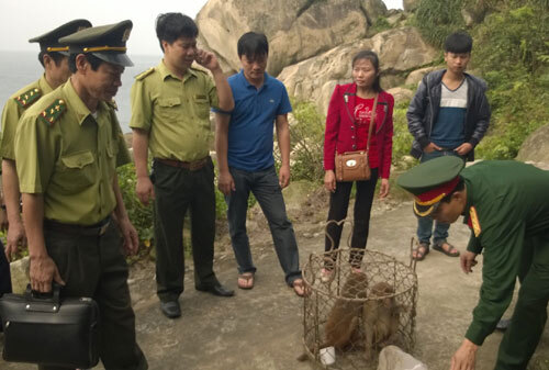 Đưa khỉ từ đất liền thả ra đảo Mắt