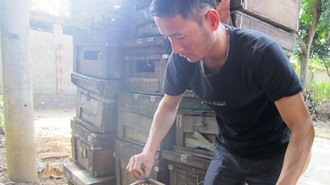 Kiếm 2 tỷ/năm nhờ nuôi ong lấy mật