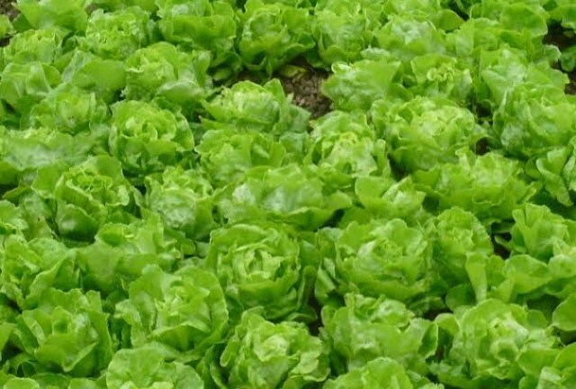 Rau bắt mắt nhờ công dưỡng chất: Phân tươi + nước thải!